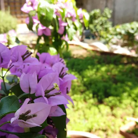 Center شيبينيك